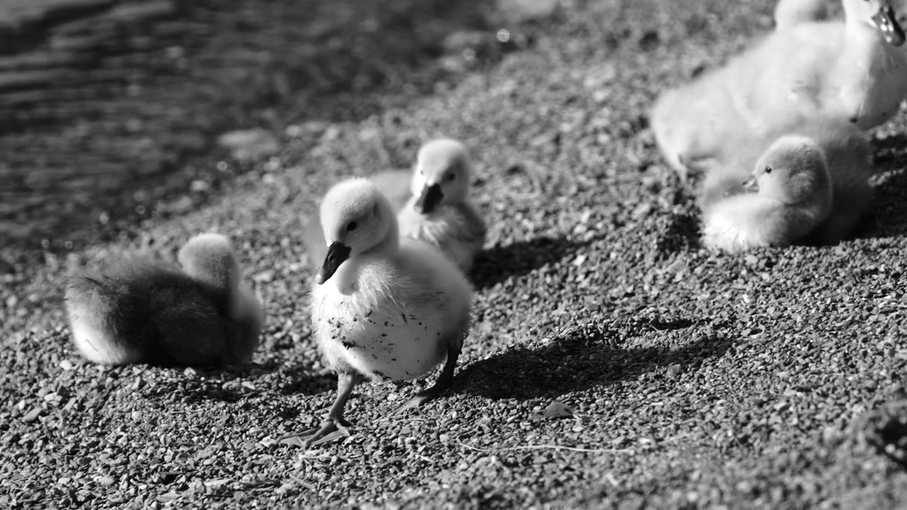 Black and white footage of young swan cygnets resting along the shore of Walensee Lake in Switzerland. Peaceful wildlife scene capturing early life and tranquil lakeside nature.