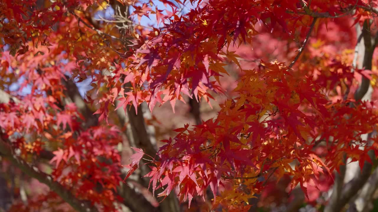 Beautiful vibrant red maple leafs waving softly in wind