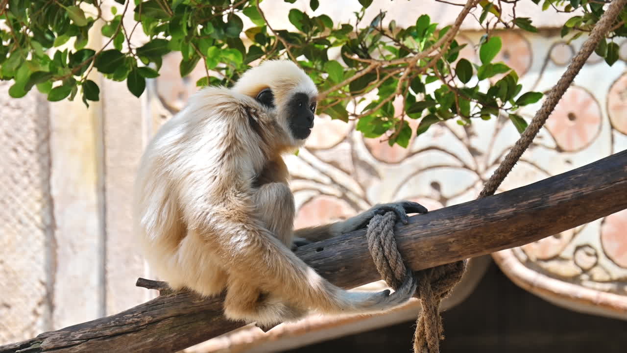 Um gibão sentado em um galho no zoológico Terra Natura, em Benidorm, Espanha