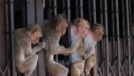 long-tailed macaque, macaca fascicularis four individuals sitting in between this accordion gate as they look towards the traffic while one scratches itself in lop buri, thailand