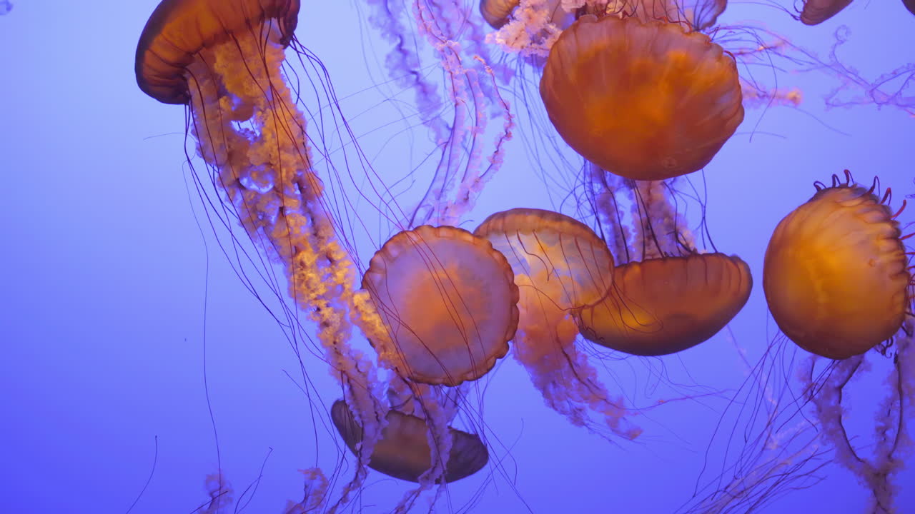 Sea Nettle Jellyfish Drifting on Blue Background