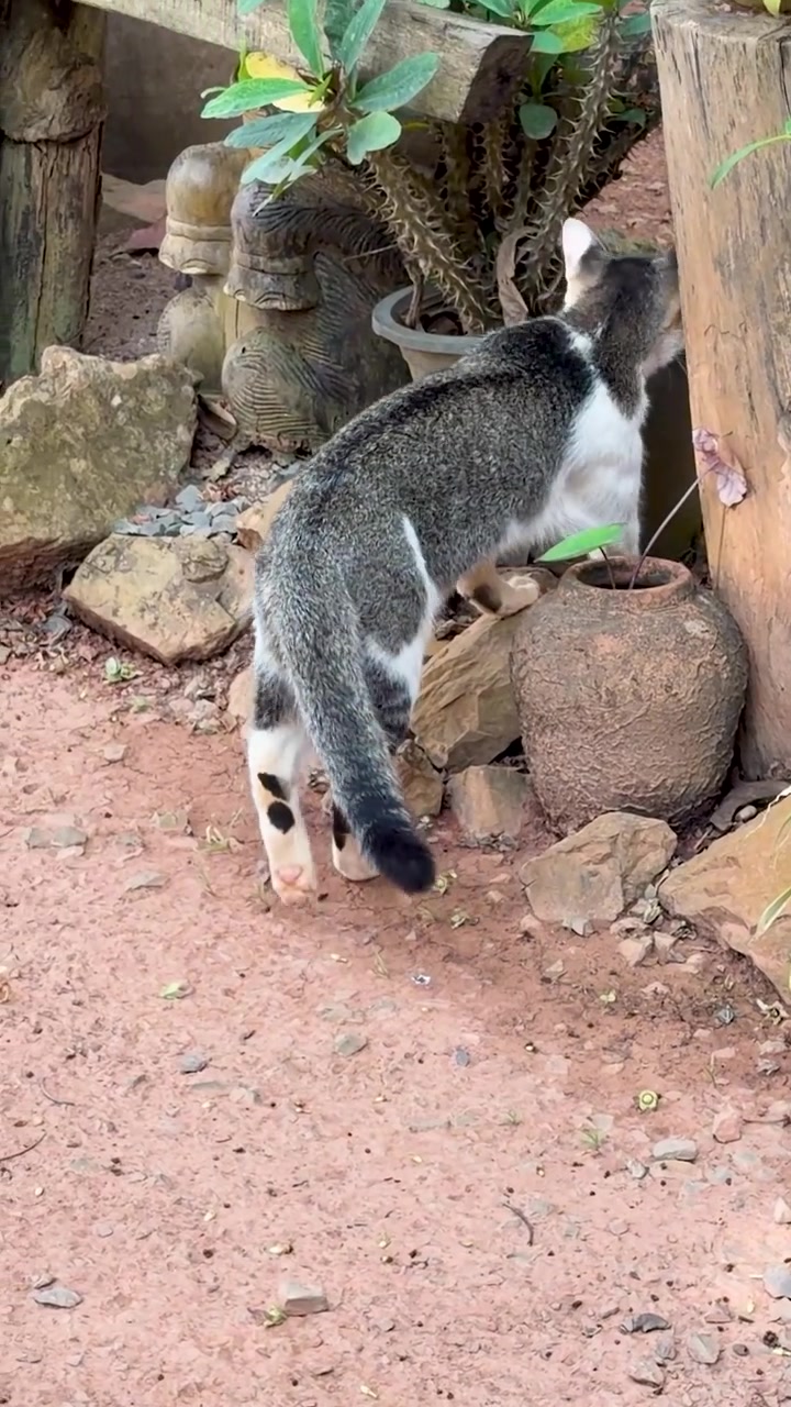 Un curioso gattino domestico cammina attraverso un giardino di ghiaia, annusando piante in vaso e decorazioni rustiche