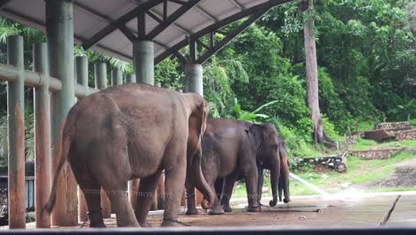 elephants swinging tail and trunk in slow motion