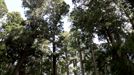 mirando hacia el bosque en koyasan