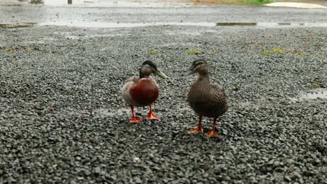 Enten-Nähern-Sich-In-Diesem-Fesselnden-Stockmaterial-Anmutig