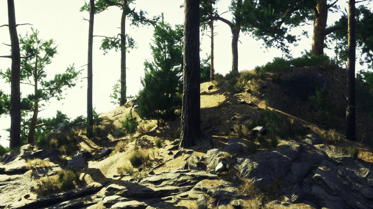 Sunlight filters through trees on a rocky hillside in a serene forest setting