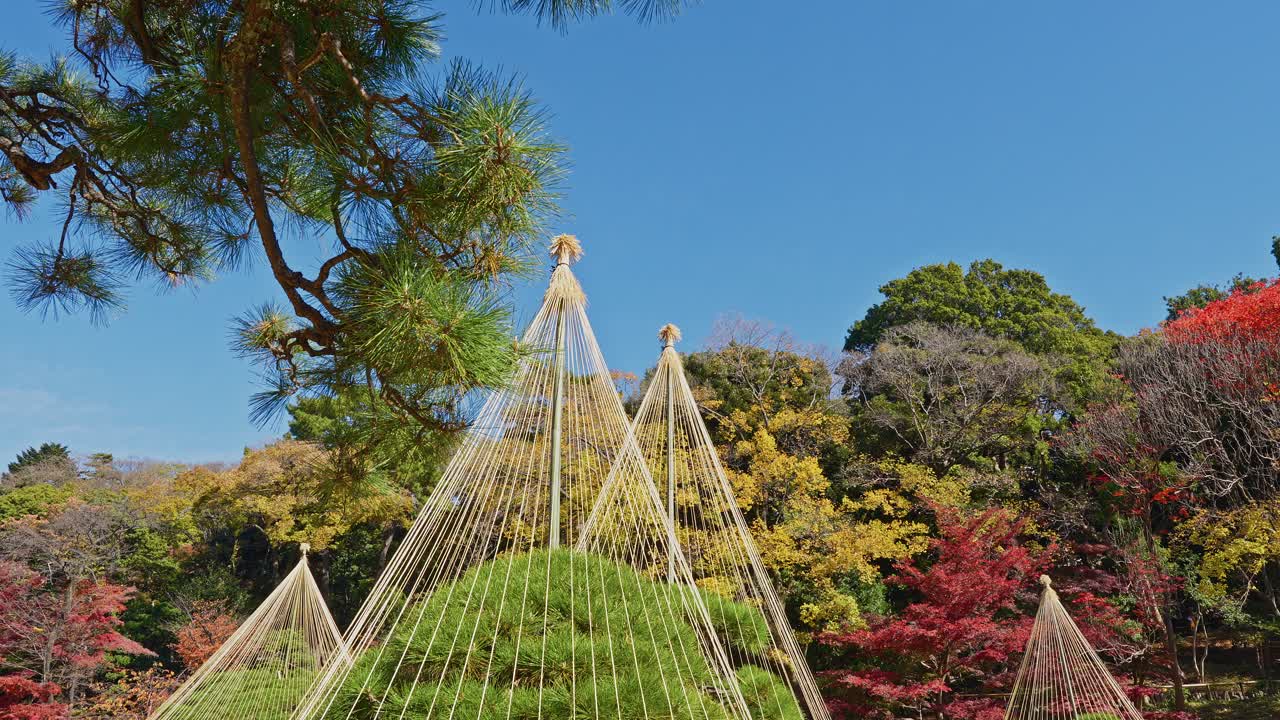 A detailed view of multiple pine trees protected by yukitsuri, a ...