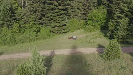 aerial - horses in meadow