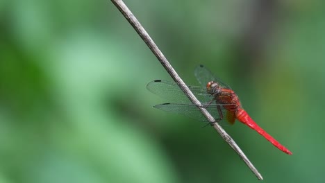 skimmer carmesí de cara roja macho, orthetrum chrysis, libélula aterrizó en una rama de madera y sacudiendo sus alas y cabeza en un bosque tropical con fondo verde bokeh, tailandia, asia