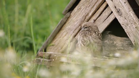 Athena-Owl-or-Little-Owl-Perched-by-Wooden-Man-made-Birdhouse-Porch-Open-Eyes-and-Looking-Around-Alerted