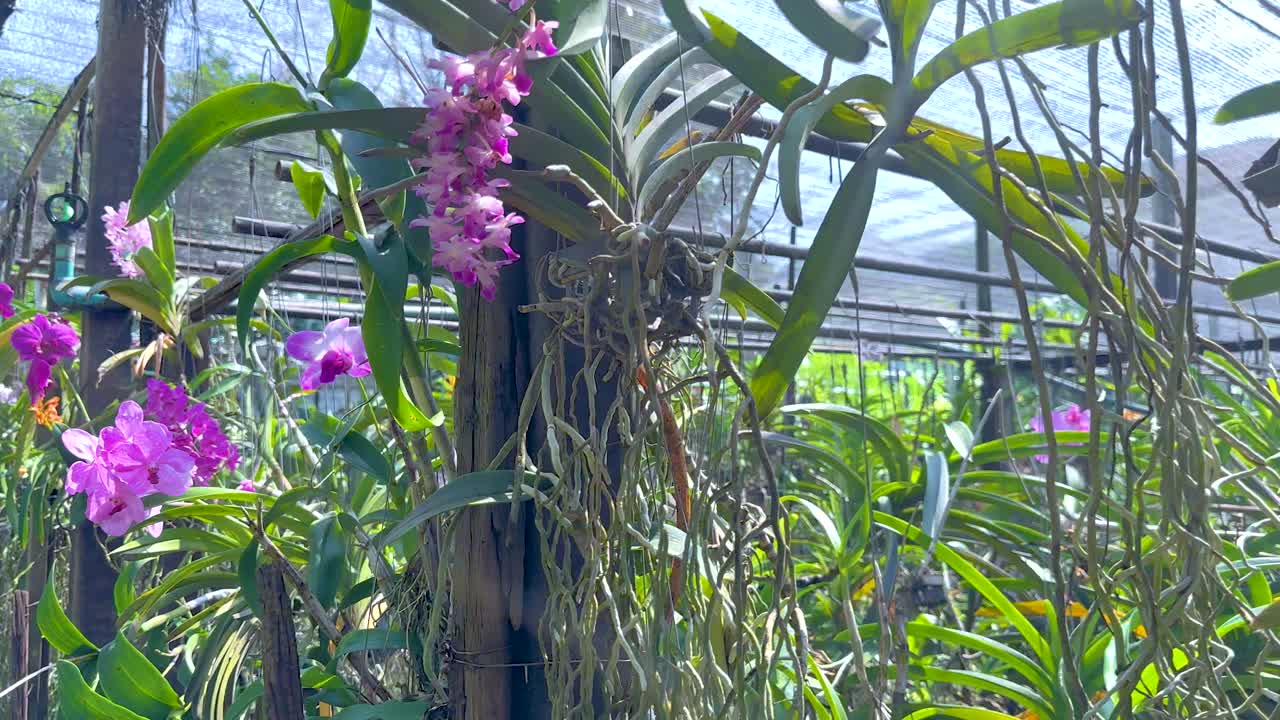 울창 한 정원 에서 활기찬 오키디아