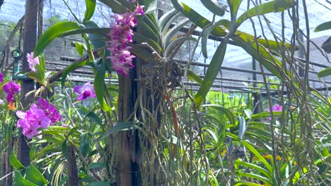 vibrant orchids in a lush garden setting