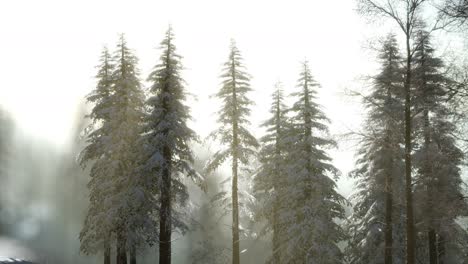 splendid christmas scene in the mountain forest. colorful winter sunrise