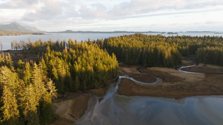 Alberi su un'isola sulla costa occidentale della Columbia Britannica, circondati dall'oceano e dalle montagne.