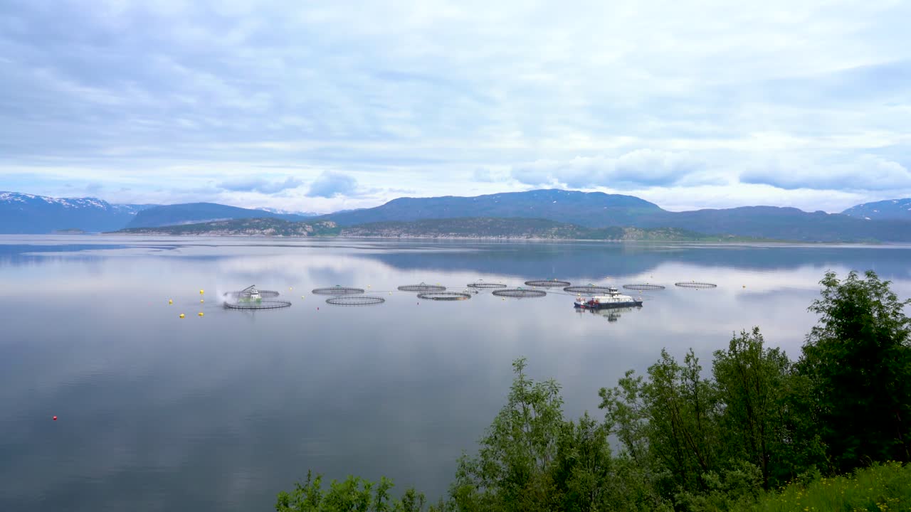 연어 농장  ⁇ 시