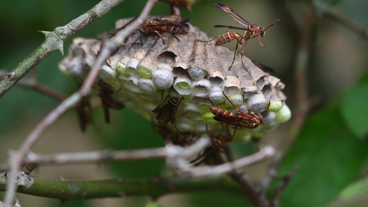 One on top positions itself to take off while the other under the nest got frightened moving to reveal its full body, Paper Wasps, Vespidae, Thailand