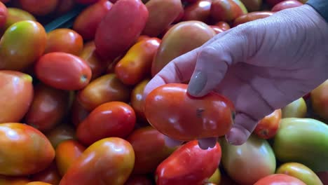 frutos de tomate suculento, alimentos de frutas botánicas, control de calidad agrícola