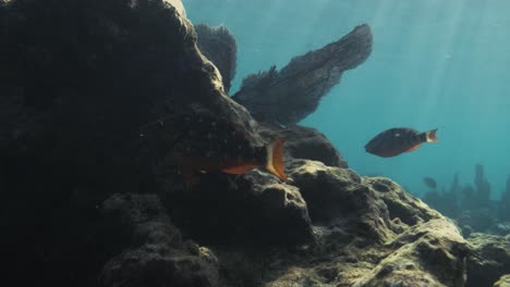 Colorful-fish-swimming-across-a-coral-reel-next-to-large-rocks