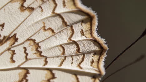 macro view of a butterfly wing