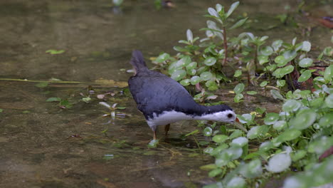 Eine-Schöne-Wasserhenne-Mit-Weißen-Brüsten,-Die-Langsam-In-Einem-Teich-Auf-Der-Suche-Nach-Nahrung-Läuft---Aus-Nächster-Nähe