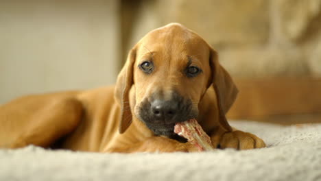 un cachorro de 2 meses de edad de rhodesian ridgeback masticando un bocadillo