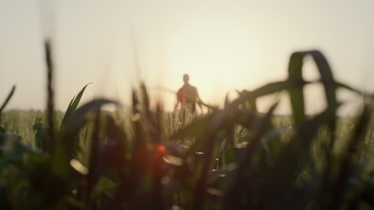 해가 지는 동안 밀 에 서 있는 실루 남자. 농경지를 재배하는 귀를 닫는다.