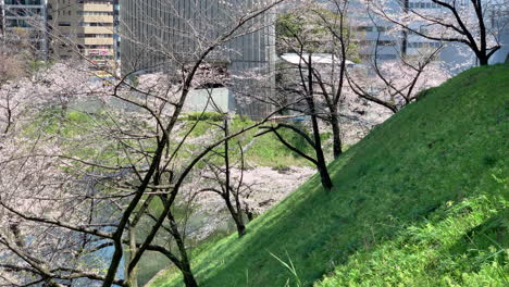 Beautiful-view-of-a-moat-at-Chidorigafuchi-Park-with-cherry-blossoms