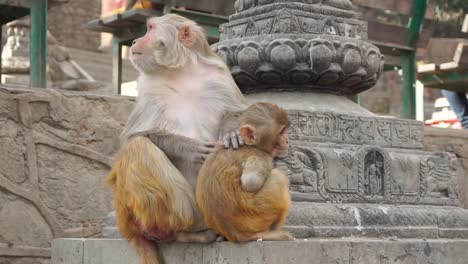 Little-monkey-gets-cleaned-by-his-mother-while-eating