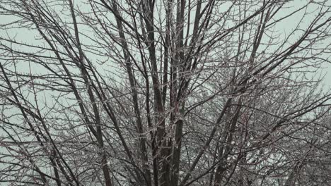 Un-Primer-Plano-De-Un-árbol-Después-De-Una-Tormenta-De-Lluvia-Helada-En-Un-Día-Frío