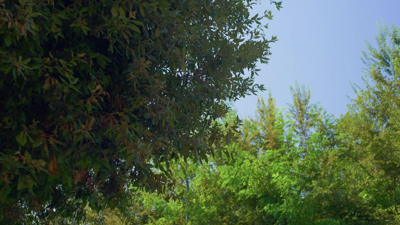 青空に映える緑の木々。明るい日差しの下、生い茂る夏の森林の梢と密集した枝を見上げる手持ちのパンショット