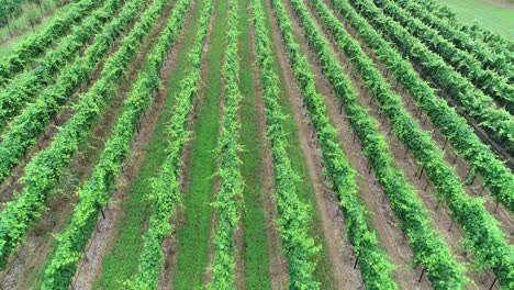 vuelo aéreo de drones sobre un viñedo de uva en la parte montañosa de texas