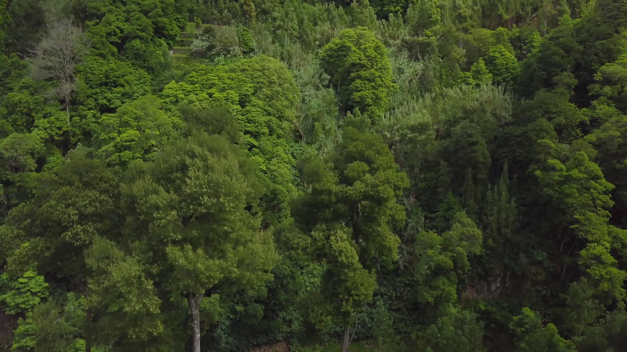 tiro de drone ascendente de bosque verde en azores durante la primavera