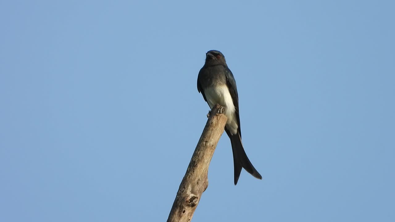 기도를 기다리는 나무에 있는 검은 드론고.