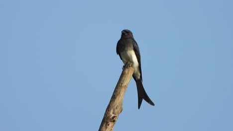 drongo negro en el árbol esperando orar.