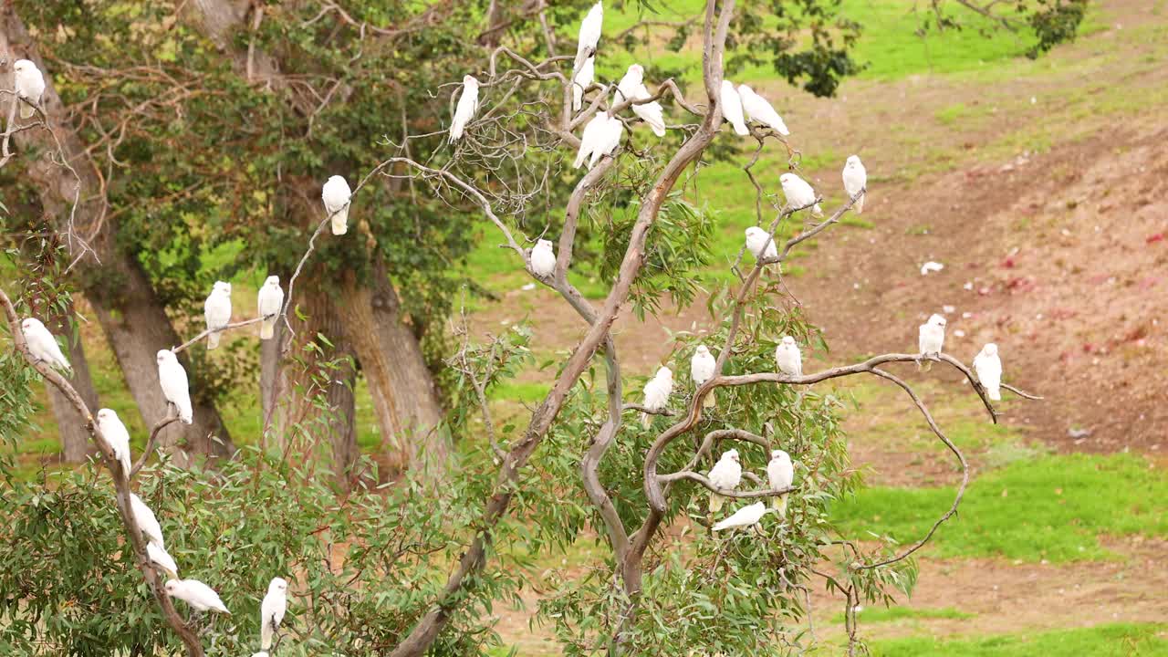 Long-billed corellas rest on tree branches in Geelong, Australia. Natural lighting highlights their white plumage against a green backdrop