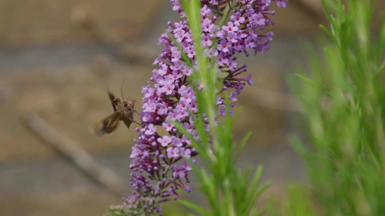 Silver Y moth collect nectar from attractive summer lilac flowers with proboscis