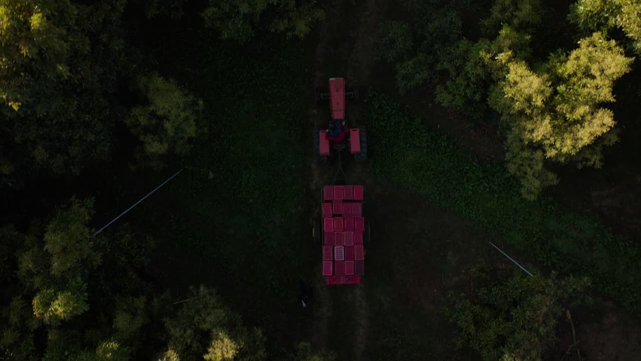 TOP DOWN VIEW OF A TRACOR DRIVING AT AN AVOCADO FARM IN MICHOACAN MEXICO