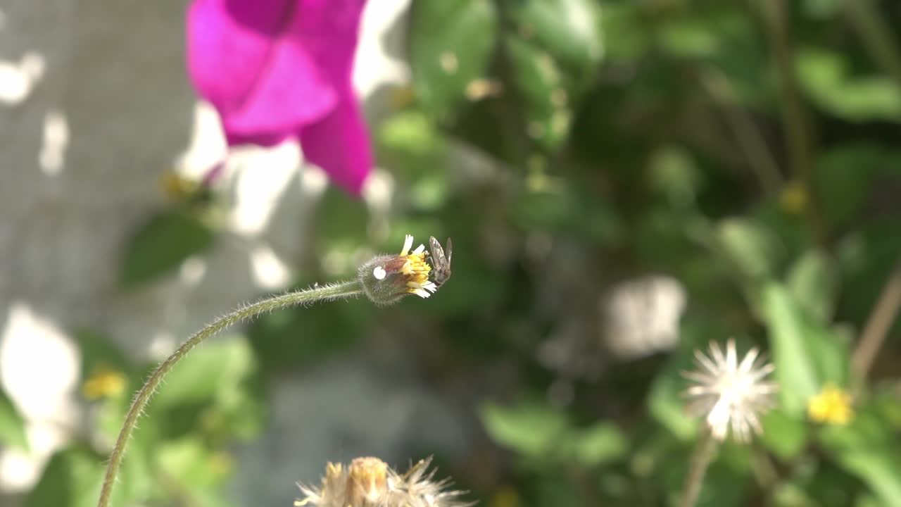 꽃 주위를 날아다니는 작은 파리