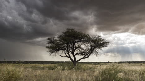 kalahari grassy plain with a lone tree covered by dark clouds on a rainy season in botswana - time lapse