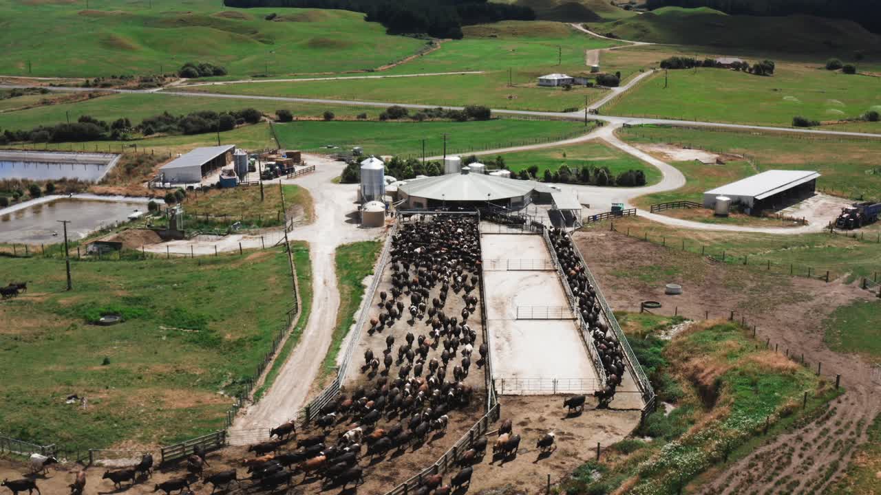 vacas leiteiras na fila para a sala de ordenha em dia ensolarado, rancho rural nova zelândia, aérea