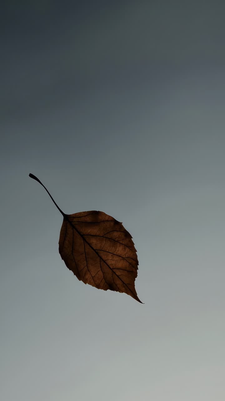 A single leaf captured in silhouette against a soft gradient sky, viewed from below