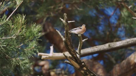 chaffinch bird perched on a branch in de hoge veluwe national park, netherlands