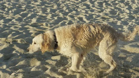 perro mojado en la arena
