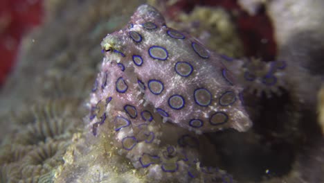 Pulpo-De-Anillos-Azules-Arrastrándose-Sobre-Arrecifes-De-Coral-Por-La-Noche-Mostrando-Anillos-Azules-Intensos