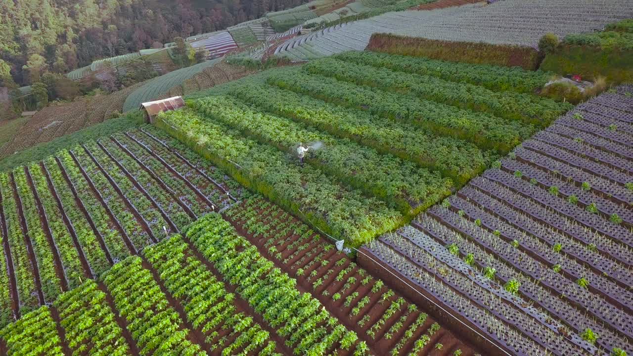 vista de avión no tripulado de un agricultor que trabaja en la plantación de verduras en terrazas del monte sumbing en java central, indonesia