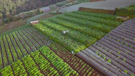Drohnenansicht-Eines-Bauern,-Der-Auf-Der-Terrassenförmig-Angelegten-Gemüseplantage-Von-Mount-Sumbing-In-Zentraljava-In-Indonesien-Arbeitet