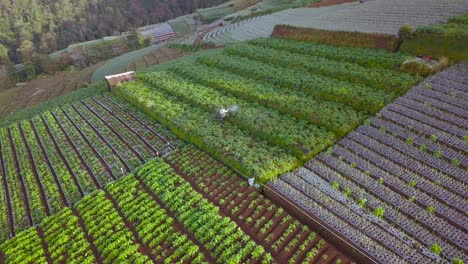 drone view of a farmer working on the terraced vegetable plantation of mount sumbing in central java indonesia