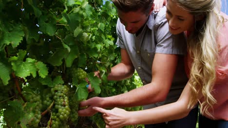 Couple-harvesting-grapes-in-vineyard