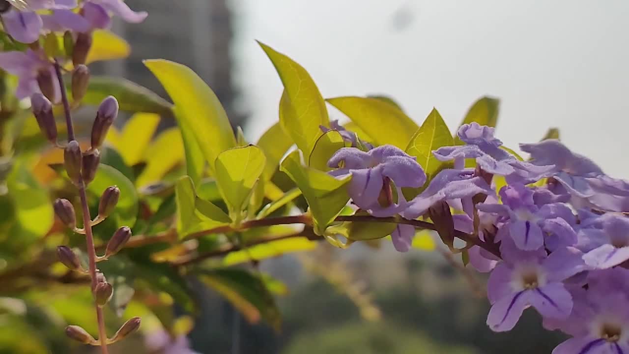 Slow motion Honeybee flying around purple flowers