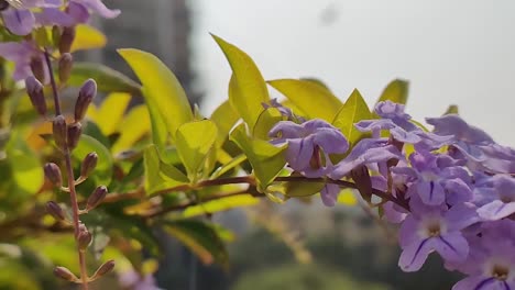 slow motion honeybee flying around purple flowers